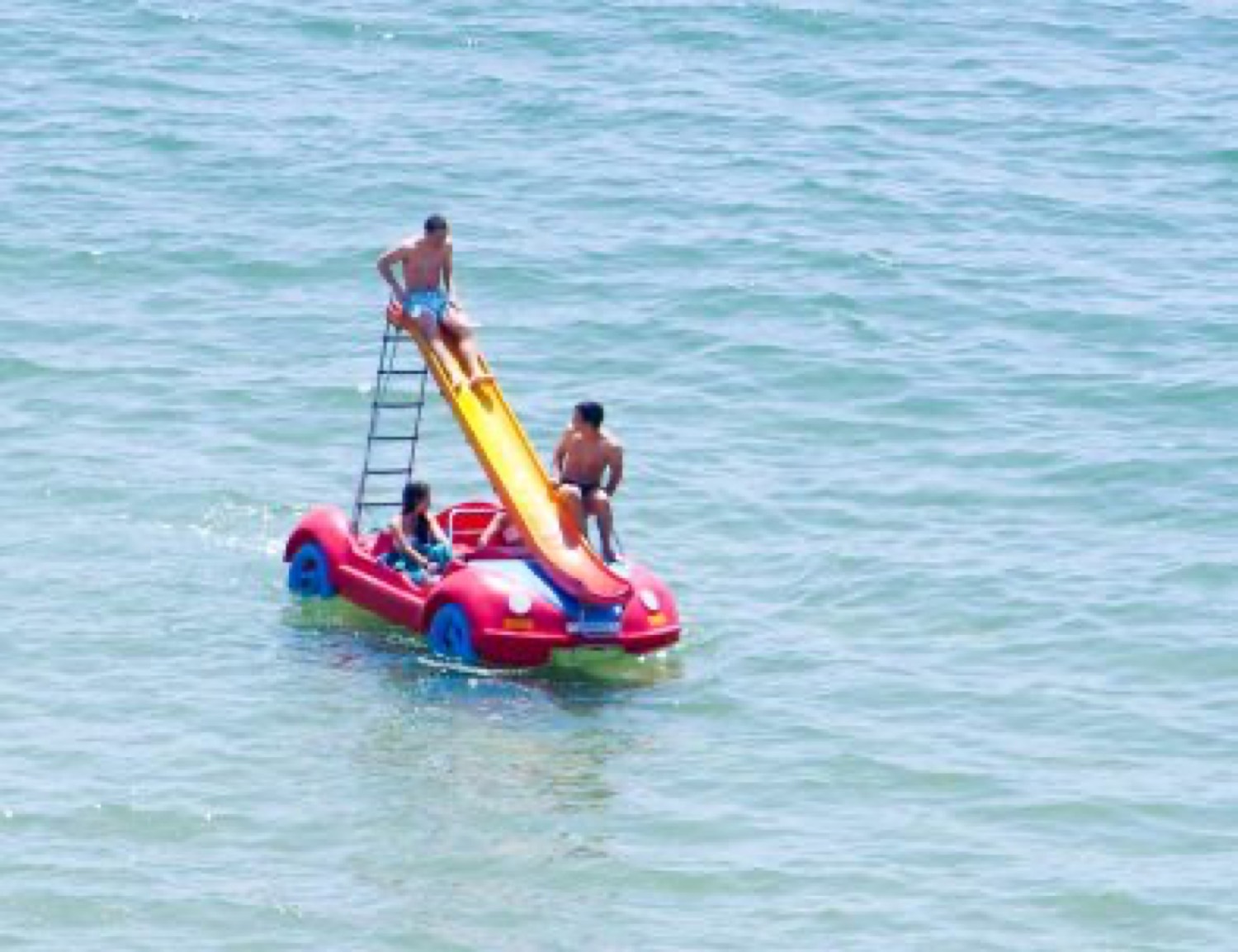Gaivotas na Praia de Porto de Mós